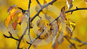 Leaves on branches of pear sway in breeze on sunset on blurred golden background