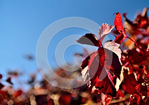 leaves on the branches of a red tree against a blue sky