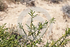 Leaves and branches of Thymelaea hirsuta