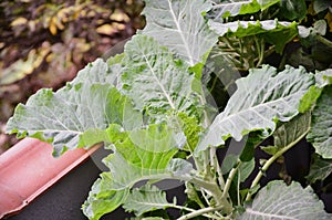 The leaves of Brassica oleracea growing in the vegetable garden photo