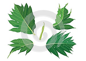 Leaves breadfruit line single leaf and leaf pattern black Bring to color decorate on white background illustration vector