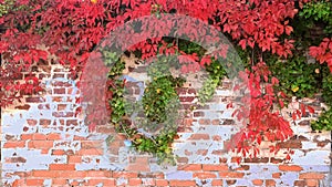 Leaves on brick wall