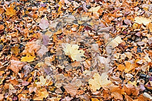 leaves in a bright autumn forest