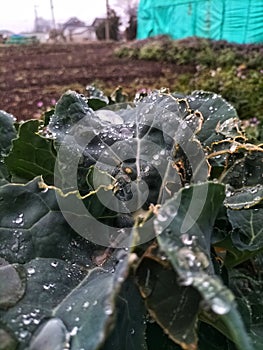 leaves of a broccoli plant drenched in rain