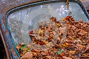 Leaves on Broken Windshield