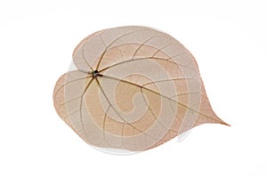 Leaves and brown patterns