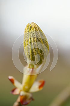 Leaves Bud - chestnut