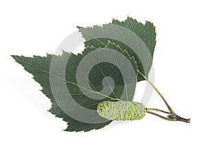 Leaves and buds of birch isolated on white background. Birch sprig with catkin