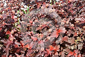 Leaves and buds of the vinyl-leaf bubbler Physocarpus opulifolius, Diabolo or Purpureus variety