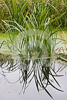 Leaves of Bulrush