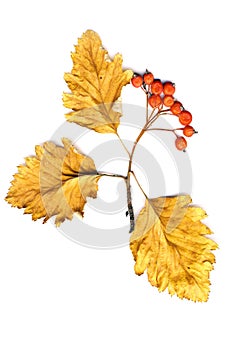 Leaves and bunch of hawthorn on a white background isolated