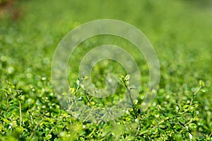 Leaves on bush