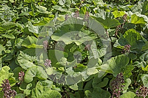 Leaves of butterbur or pestilence wort