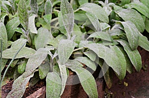 The leaves of the byzantina delachys in the vegetable garden photo