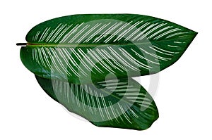 Leaves Calathea ornata pin stripe background White Isolate