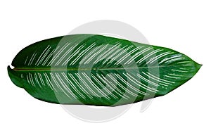 Leaves Calathea ornata pin stripe background White Isolate