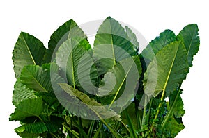 Leaves Calathea ornata pin stripe background White Isolate