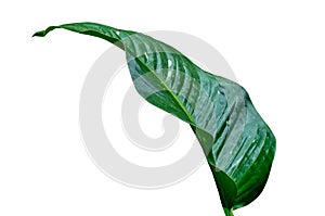 Leaves Calathea ornata pin stripe background White Isolate