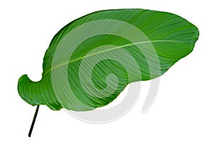 Leaves Calathea ornata pin stripe background White Isolate