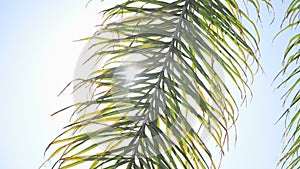 The leaves of a California palm tree sway in the wind against the blue sky. Bright sunny day. Slow motion.