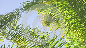 The leaves of a California palm tree sway in the wind against the blue sky. Bright sunny day. Slow motion.