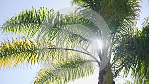 The leaves of a California palm tree sway in the wind against the blue sky. Bright sunny day. Slow motion.