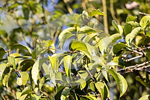 Leaves of camphor, Cinnamomum camphora