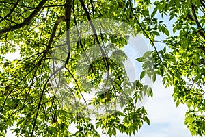 Leaves canopy