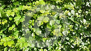 The leaves of Cape Honeysuckle Tecoma capensis