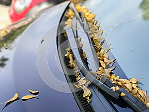 Leaves on a car cowl