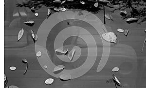 Leaves on car surface in black and white