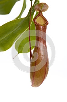 Leaves of carnivorous plant - Nepenthes