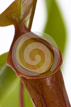 Leaves of carnivorous plant - Nepenthes