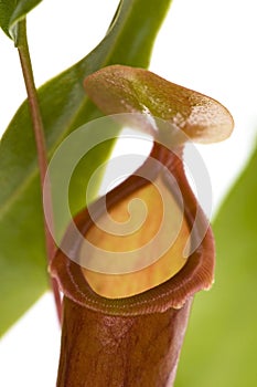 Leaves of carnivorous plant - Nepenthes