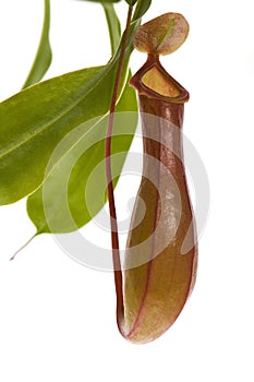 Leaves of carnivorous plant - Nepenthes