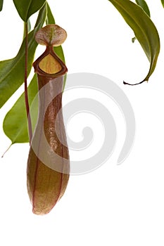 Leaves of carnivorous plant - Nepenthes