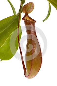 Leaves of carnivorous plant - Nepenthes