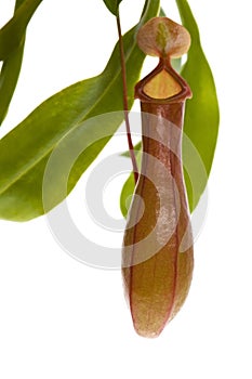 Leaves of carnivorous plant - Nepenthes