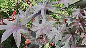 Leaves of castor oil plant Ricinus Communis in autumn swinging in the wind.