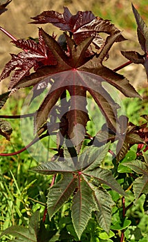 The leaves of a castor oil plant starting to turn red