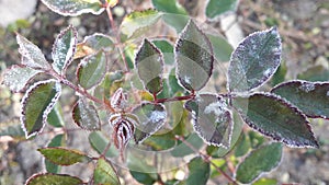 Leaves caught in a frost covered in ice crystals