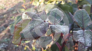 Leaves caught in a frost covered in ice crystals