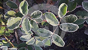 Leaves caught in a frost covered in ice crystals