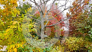 Leaves Change Color In Autumn, Morton Arboretum