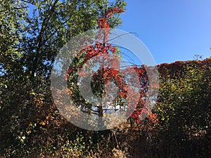 Leaves are changing to beautiful fall colours