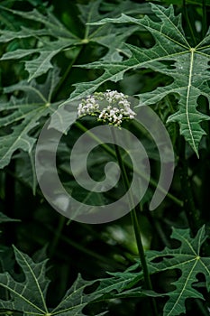 Leaves of the Chaya plant or Cnidoscolus aconitifolius with flowers