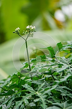 Leaves of the Chaya plant or Cnidoscolus aconitifolius with flowers