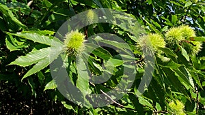 Leaves and chestnut curls