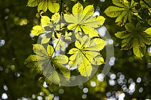 Leaves chestnut lighting, park, summer.