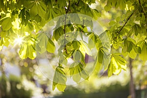 Leaves of a chestnut tree (Aesculus hippocastanum) in spring
